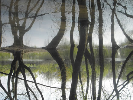 Umjetnička fotografija drveća nad vodom